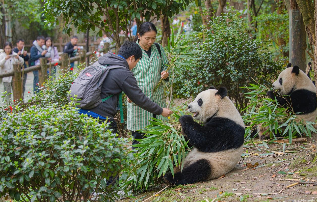 Panda keeper volunteer feeding giant pandas in Chengdu